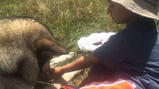 Alimentando Alaska Malamute 4-Mayo-2015 / Embalse del Neusa / Cundinamarca