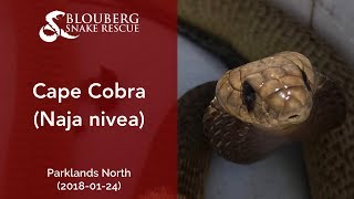 Subadult Cape Cobra rescued near Parklands (20180124)