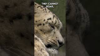 Mystery of the Mountain Ghost: The Snow Leopard| Paws on the Planet