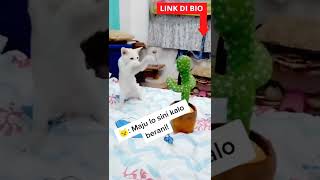 vidio kucing terlucu ditiktok