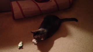 Cat LOVES croaking frog toy!