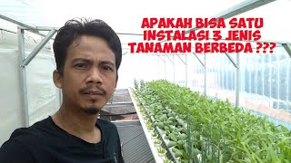 INSTALASI SATU TANDON 3 JENIS TANAMAN || Tips Hidroponik