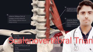 Scalenovertebral Triangle/Boundaries of Scalenovertebral Triangle/Content of Scalenovertebral Triang