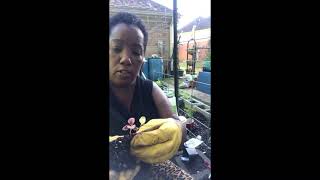 Transplanting seed starts in the garden