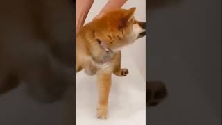 Shower in winter #funnydog #shorts #tiktok #comedy #funny #donkey #monkey #pet #dog #puppy #water