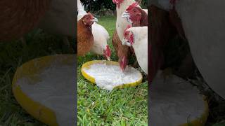 Chickens eating whipped cream and yogurt