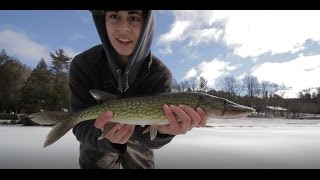 MASSIVE pickerel through the ice--Ice fishing 2017