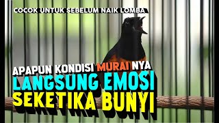 Emosi Naik Seketika Bunyi ! Pancingan Murai Batu AGar Bunyi, Pancingan Murai Batu Sebelum Naik Lomba