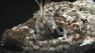 Female Haptosquilla banggai giving maxiliped pulses in entrance of cavity.