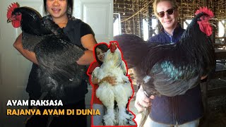 Ayam Terbesar di Dunia Raksasanya Dari Semua Jenis Ayam ~ 5 Jenis Ayam Raksasa