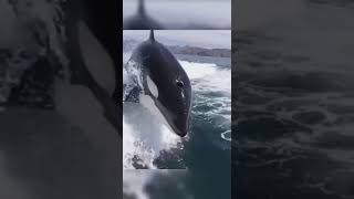 Orca