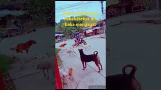 Daming aso nakakatakot baka mangagat kaya ingat tayu #dogs #asmr #yt #ytshort