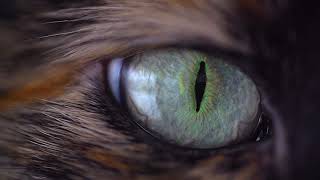 Cat Eye Macro | Copyright Free Footage