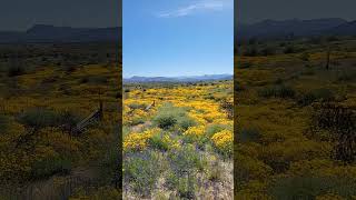 Arizona Desert in bloom