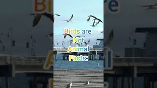 Difference between birds and animals,Is a bird an animal?, Is bat a bird?facts about organisms