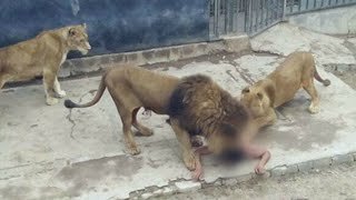 This Lion Trainer Was Brutally Mauled By His Beloved Lions