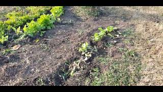 Got my daughter  Krystal and her fiancee Travon picking Mustard greens in my garden.