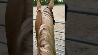 HORSE TRAINING ~ Horses are so SMART! You can train a horse to close gates #horse 🐴 #shorts