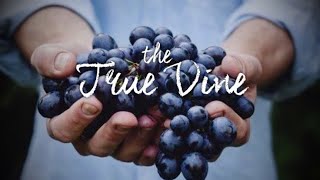 “THE VINE” clip from Bible Study 60 ~ “Can I Still Be Used By God Without A Covering?”