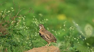 Monsoon singer -Rain Quail -Singing & Preening / Relaxing Nature Video