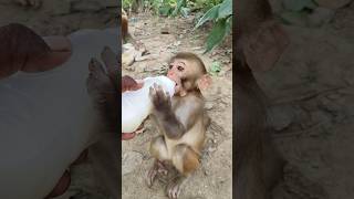 Cute baby drinking milk 🍼🍼🍼🐵🐵🐵 #bandar #monkeyvideo #monkey 0587