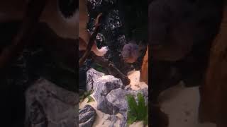 Flowerhorn hand feeding