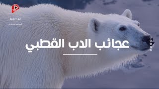 عجائب الدب القطبي