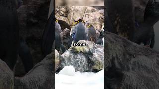 Do you know penguin propose with.......!🤔🤯 #facts #marineecosystems #viralshorts