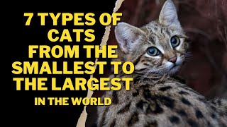 7 TYPES OF CATS: FROM THE SMALLEST TO THE LARGEST IN THE WORLD