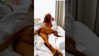 Dog must funny video #ytviral #funny #funnyclips #comedy #dog #doglover #ytshorts #animals #pets #yt