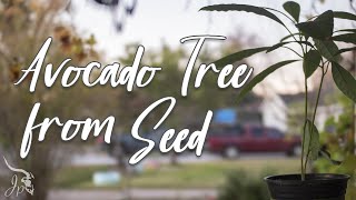 Growing Avocados from Seed