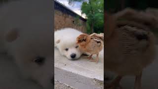 Puppy vs Chick