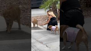 Who wins?! Wandering Cat vs Chihuahua Staring Contest #shorts