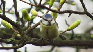 Blue tit shivering in cold Newcastle wind