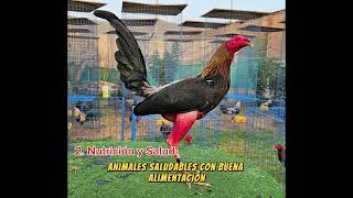 Muslos Rojos en aves de competencia