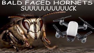 Angry Bald-Faced Hornets Versus Drone