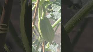 Watermelons Grew Huge After Six Days #agriculture #farming #garden #watermelon #fruit #plants