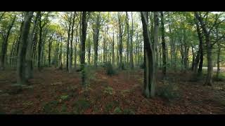 WHITWELL WOOD - Babyhawk 2 HD-03