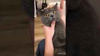 Kitten angry moment 😡 #shorts #youtubeshorts #cat #short