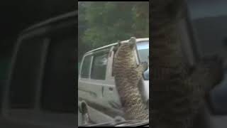 leopard attack in road side car #shorts