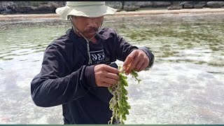 Mencari Kerang dan Anggur Laut,,,,