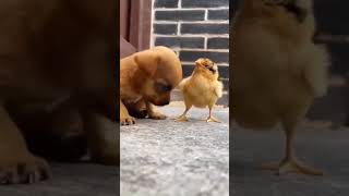 So cute 🥰 #doglovers #birdslover #youtubeshorts