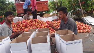 V3FARMS Pomegranate fruits harvesting