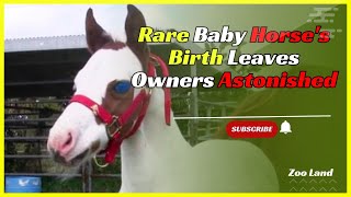 After This Baby Horse Was Born, Her Owners Took One Look And Realized How Incredibly Rare She Is