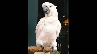 White Parrot ❤️ #parrot  #shorts #shortvideo #trending