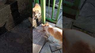 Kucing Menikmati Makan Di Waktu Senja #shorts