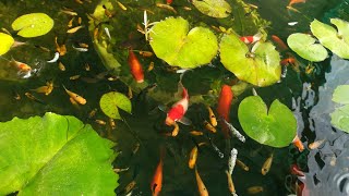 WOW playing with fish in lily pond