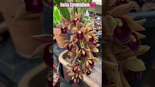 ✅Bella Cymbidium🌸#shorts#orchid#beautiful #flowers#spring#greenhouse#collection#viralvideo