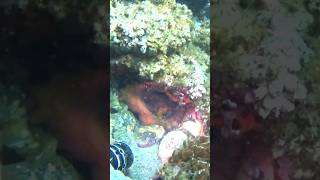 #cressi #fishing #fishingvideo #spearfishing #aegean #octopus #pulpo