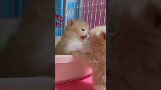 Kittens fighting.💕😻 #cute  #kitten  #cat